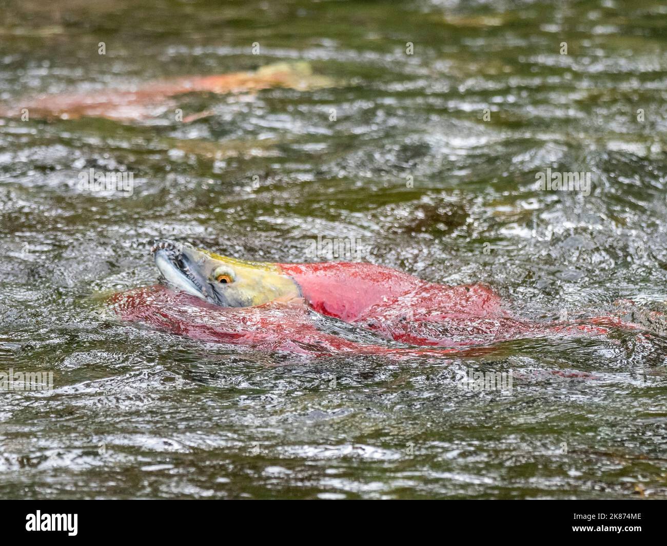 Salmone Sockeye (Oncorhynchus nerka), che si rifà sul fiume Russo, un fiume lungo 13 miglia sulla penisola di Kenai, Alaska, Stati Uniti d'America Foto Stock