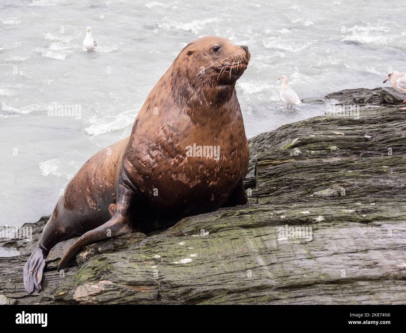 Leone marino di bull Steller adulto (Eumetopias jubatus), esposizione territoriale al Salomon Gulch Hatchery, Valdez, Alaska, Stati Uniti d'America Foto Stock