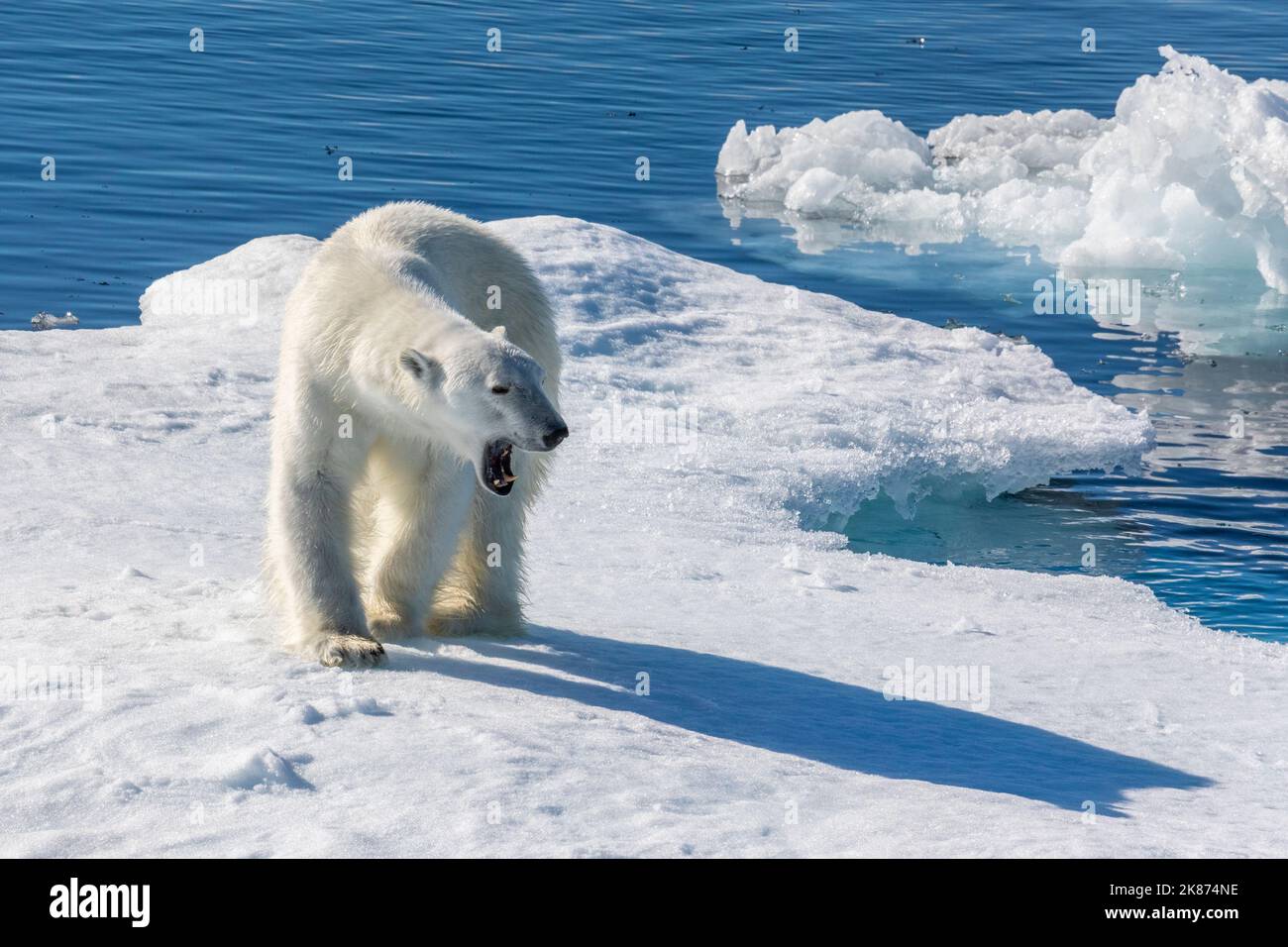 Un giovane orso polare maschio (Ursus maritimus) su un galleggiante di ghiaccio a Baffin Bay, Nunavut, Canada, Nord America Foto Stock