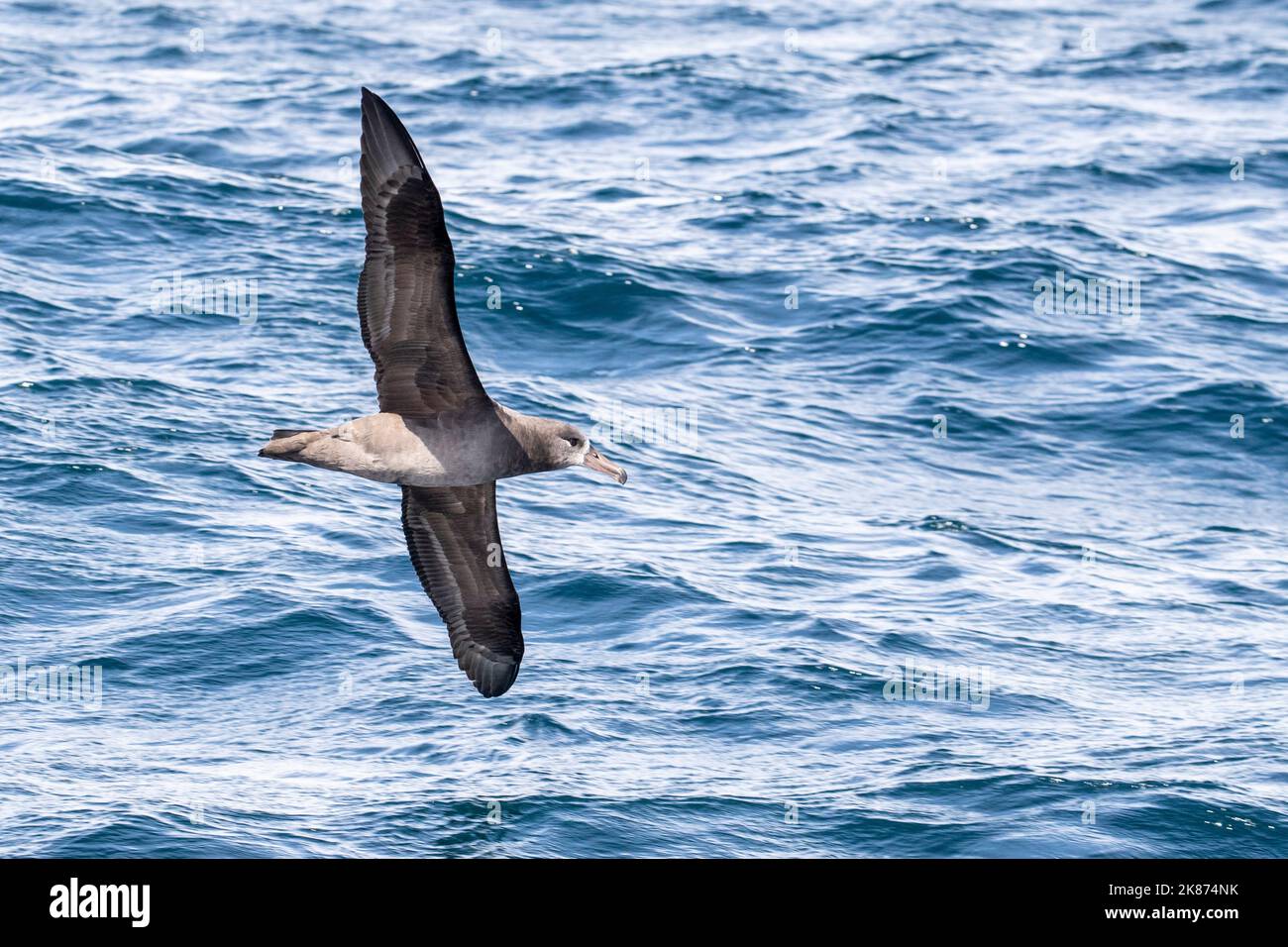 Un albatross adulto a zampe nere (Phoebastria nigripes) in volo in mare, Monterey Bay, California, Stati Uniti d'America, Nord America Foto Stock