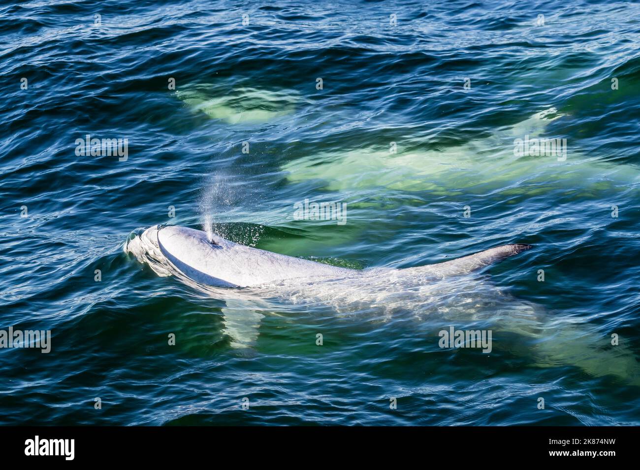 I delfini adulti di Risso (Grampus griseus) si affacciano per un respiro nel Monterey Bay National Marine Sanctuary, California, Stati Uniti d'America Foto Stock