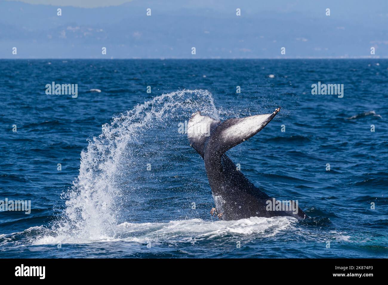 Megattere per adulti (Megaptera novaeangliae), coda a Monterey Bay National Marine Sanctuary, California, Stati Uniti d'America Foto Stock