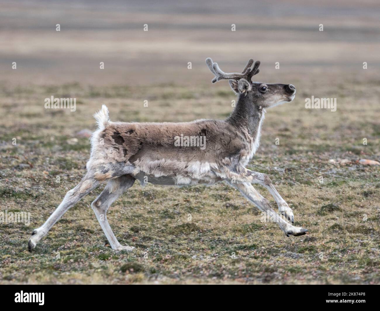 Un caribù di caribù adulto curioso (Rangifer tarandus pereyi), fuori dell'isola del principe Regent, Nunavut, Canada, America del Nord Foto Stock
