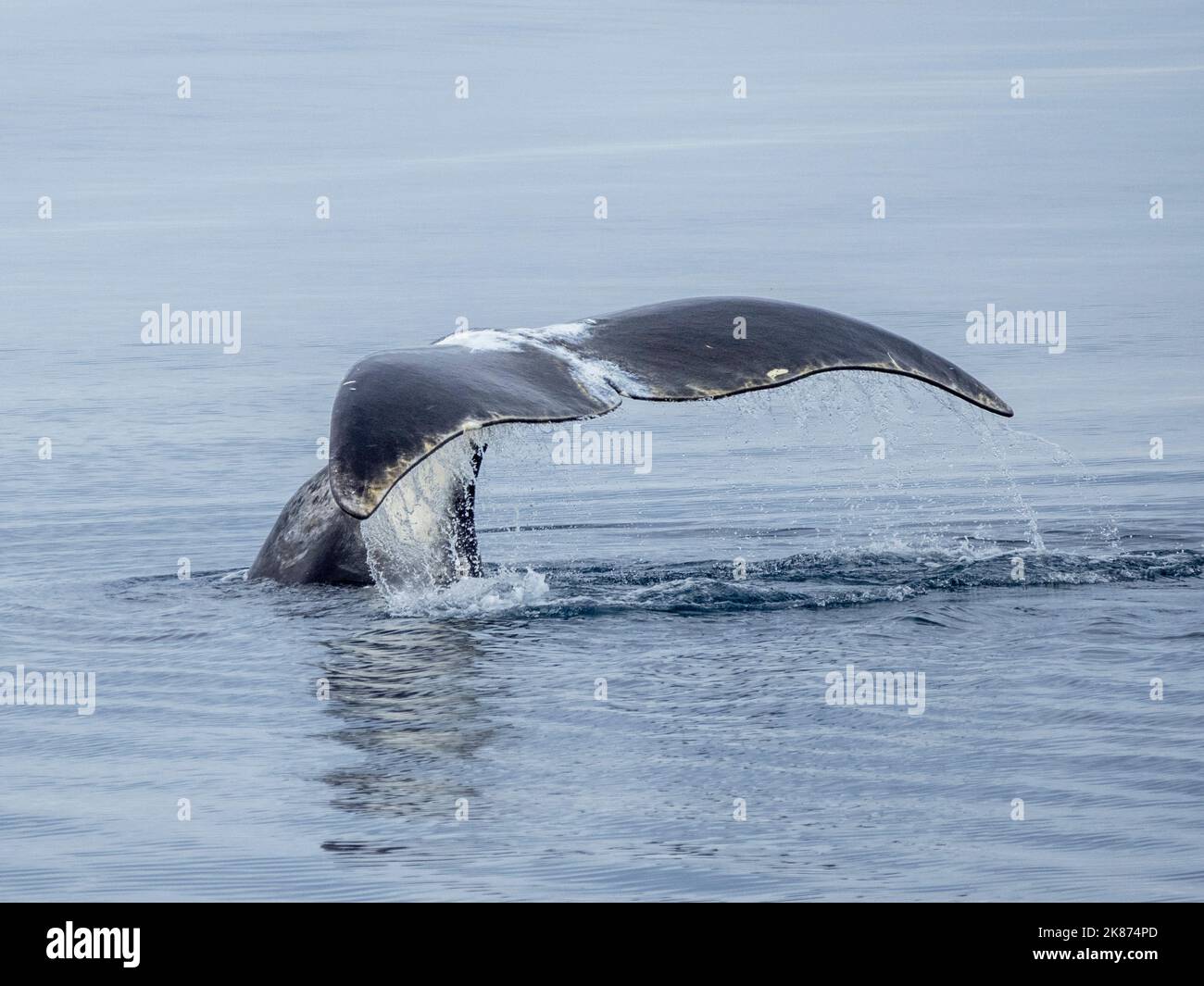 Una balena bowhead per adulti (Balaena mysticetus), un'immersione in salita al largo di Somerset Island, Nunavut, Canada, Nord America Foto Stock
