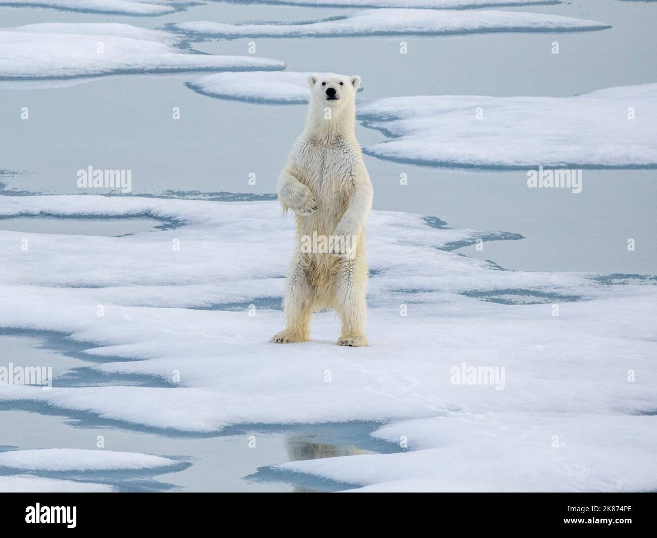 Un giovane orso polare maschio curioso (Ursus maritimus) che si erge sul ghiaccio marino vicino a Somerset Island, Nunavut, Canada, Nord America Foto Stock