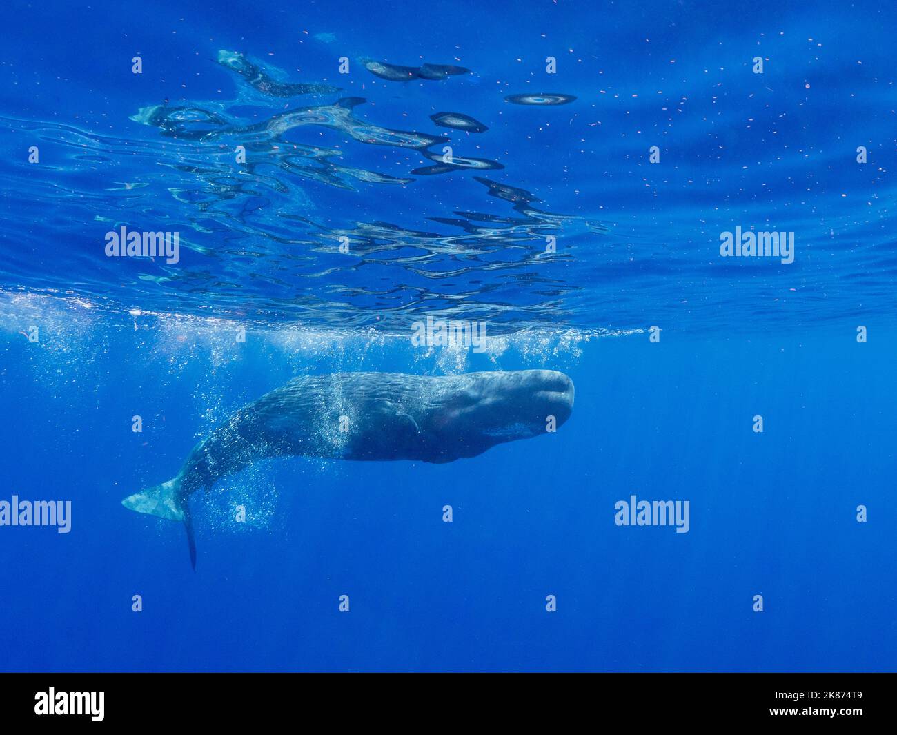 Una giovane balena spermatica (Physeter macrocephalus) che nuota sott'acqua al largo della costa di Roseau, Dominica, Isole Windward, Indie Occidentali, Caraibi Foto Stock