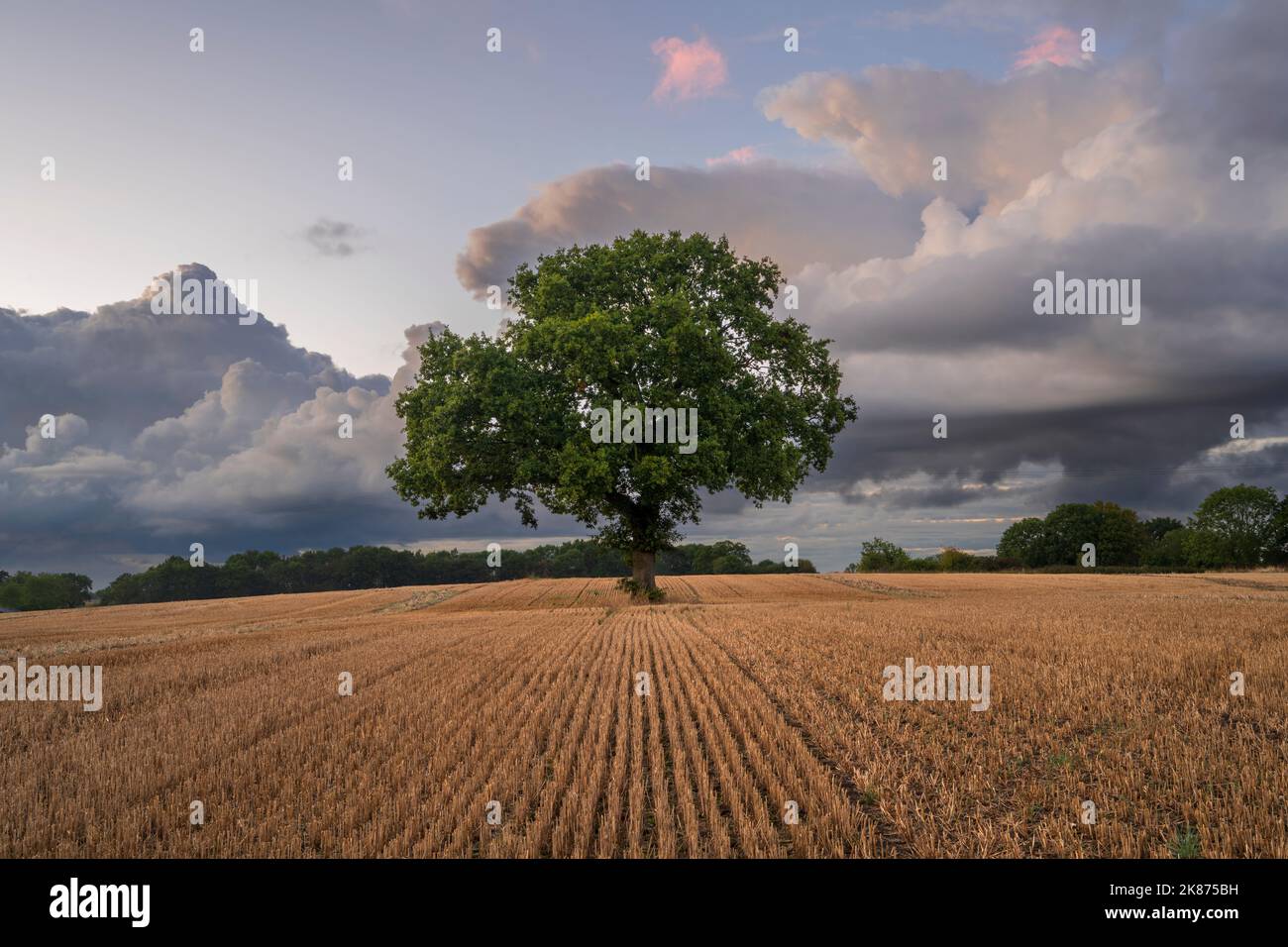 Lone Tree in arato campo con cielo drammatico, Congleton, Cheshire, Inghilterra, Regno Unito, Europa Foto Stock
