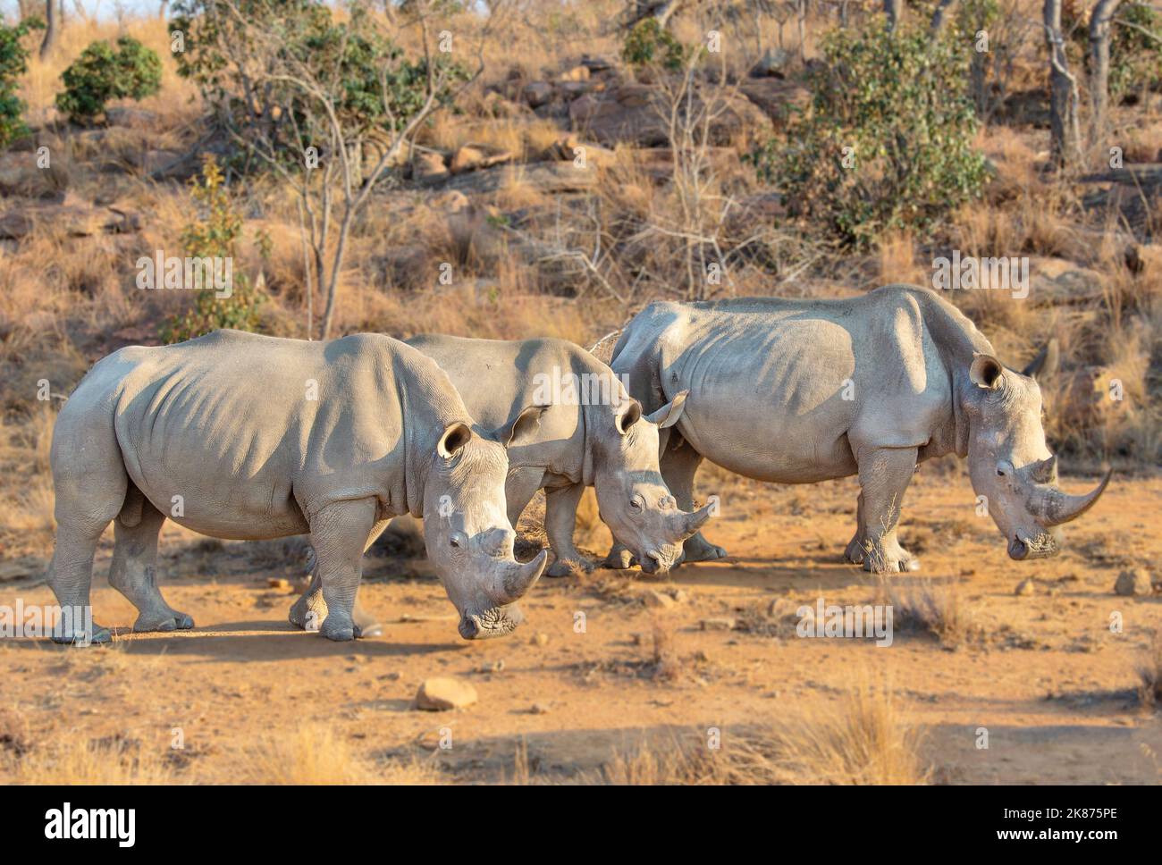 Rinoceronti nella macchia sudafricana, Welgevonden Game Reserve, Limpopo, Sudafrica, Africa Foto Stock