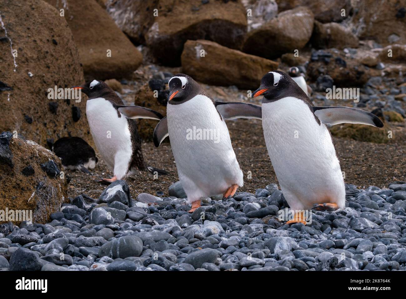 Pinguini Gentoo (Pygoscelis papua) a piedi su ciottoli, Brown Bluff, Penisola Tabarin, Mare Weddell, Antartide, Regioni polari Foto Stock