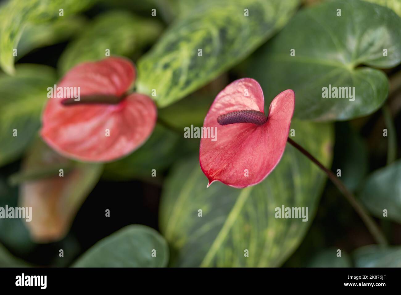 Anthurium andraeanum della famiglia Araceae. Sfondo naturale con fiori rossi luminosi. Foto Stock