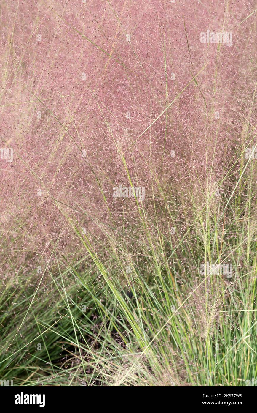 Hairawn Muhly, Muhlenbergia capillaris Foto Stock