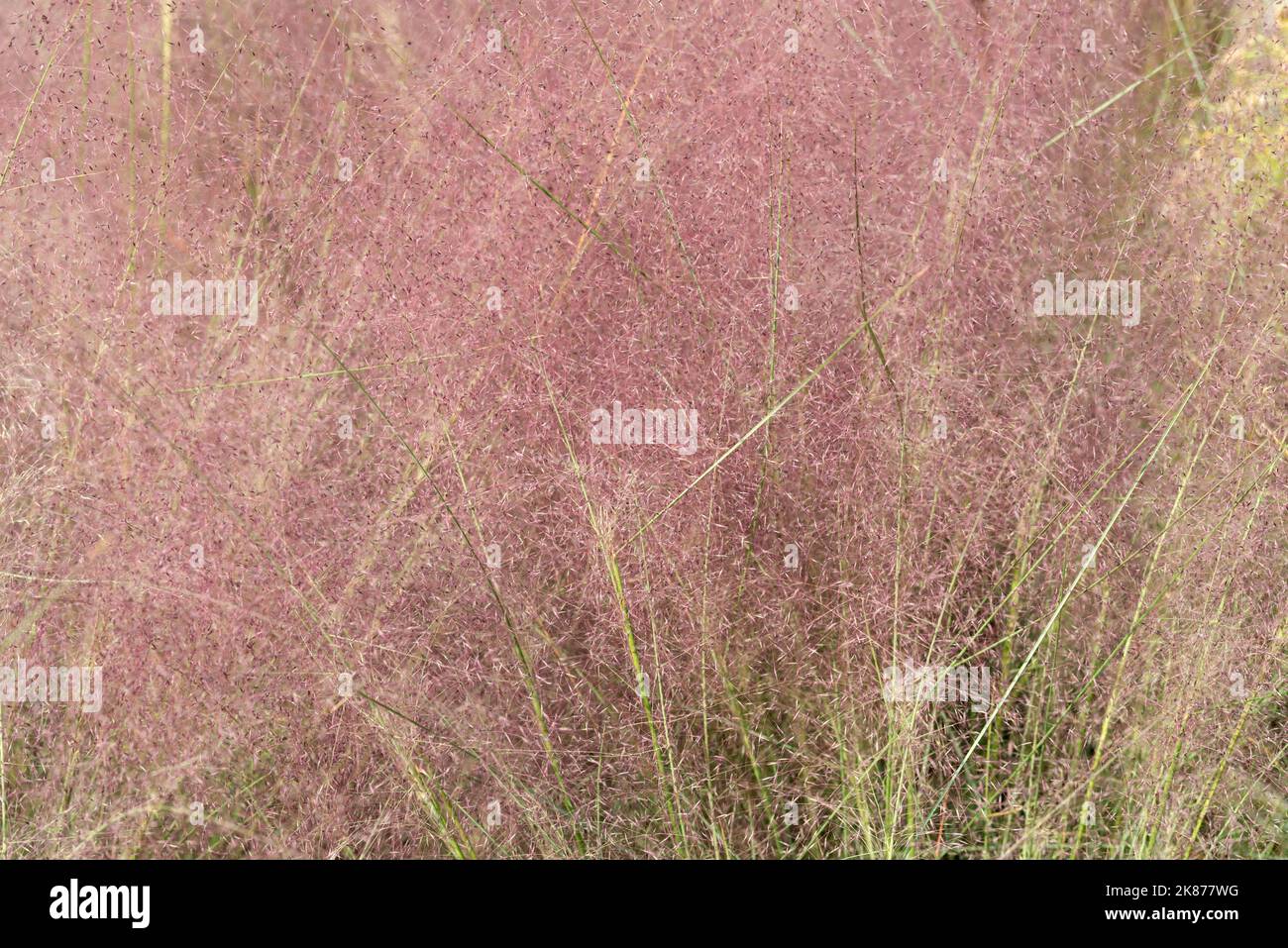Hairawn Muhly, Muhlenbergia capillaris Foto Stock