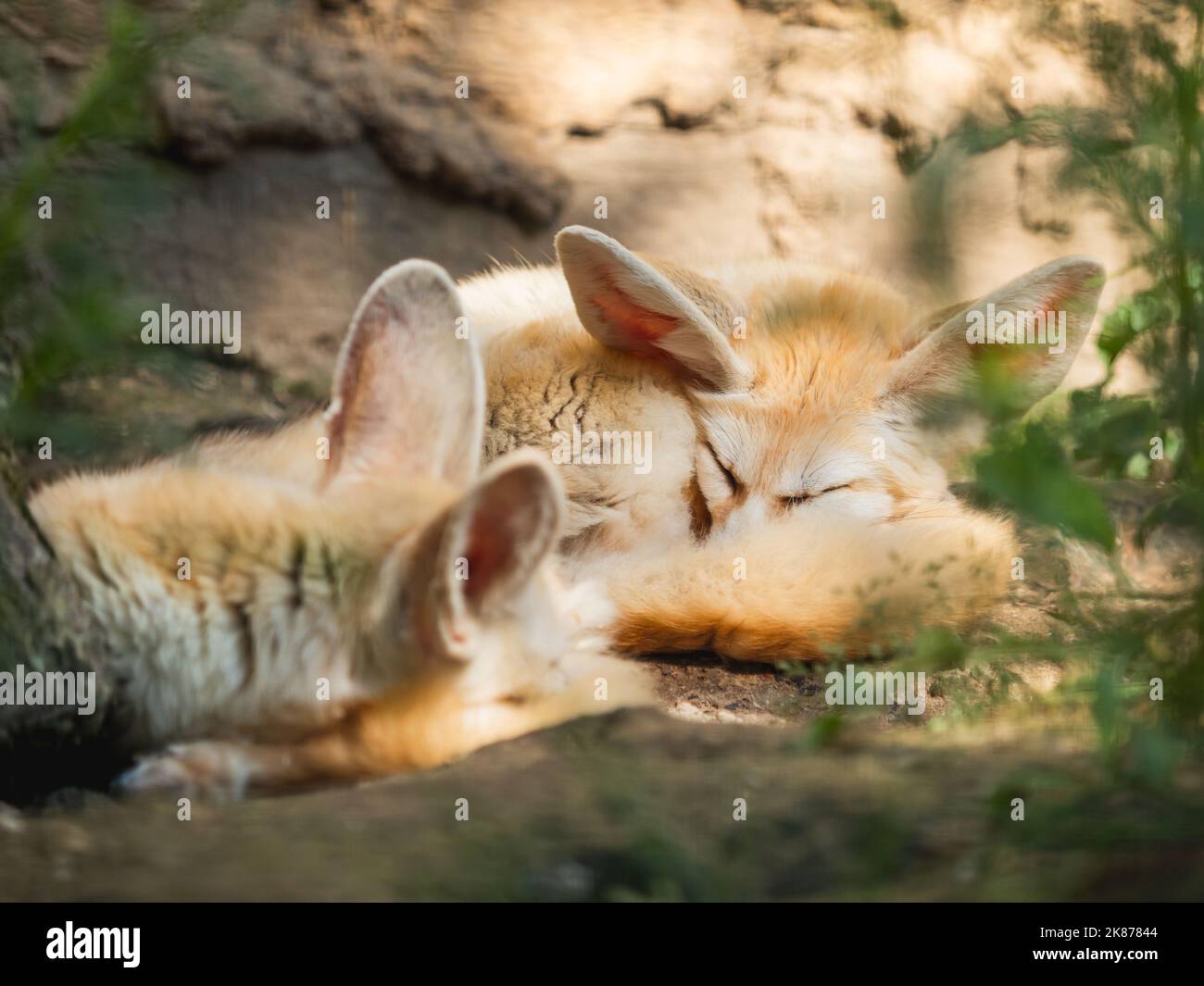 Un paio di fennec volpe o Vulpes zerda dorme a terra. Piccole volpi crepuscolari riposano all'ombra nelle giornate di sole. Foto Stock