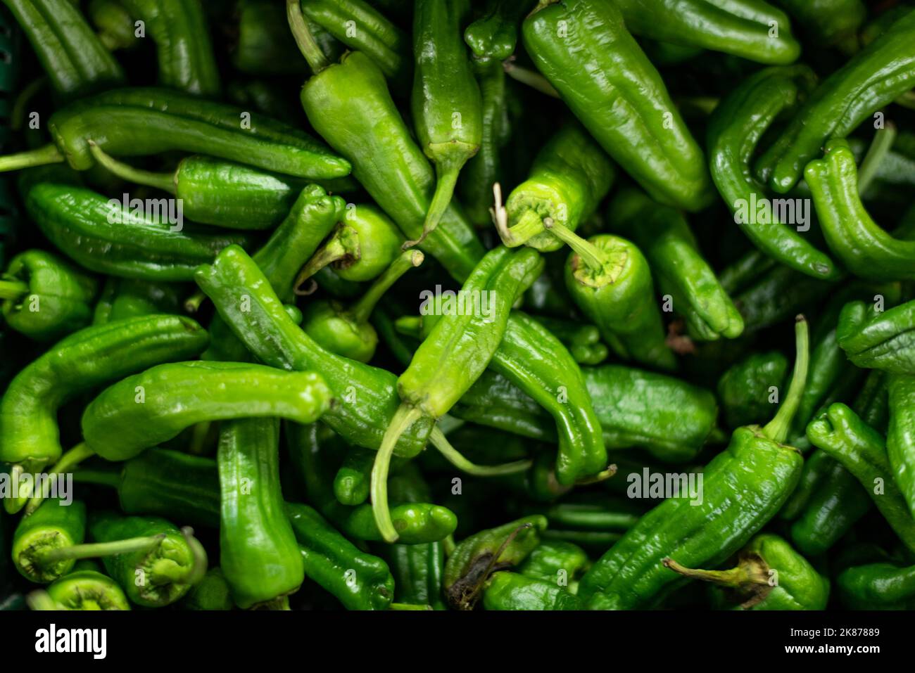 Grüne Paprika Foto Stock