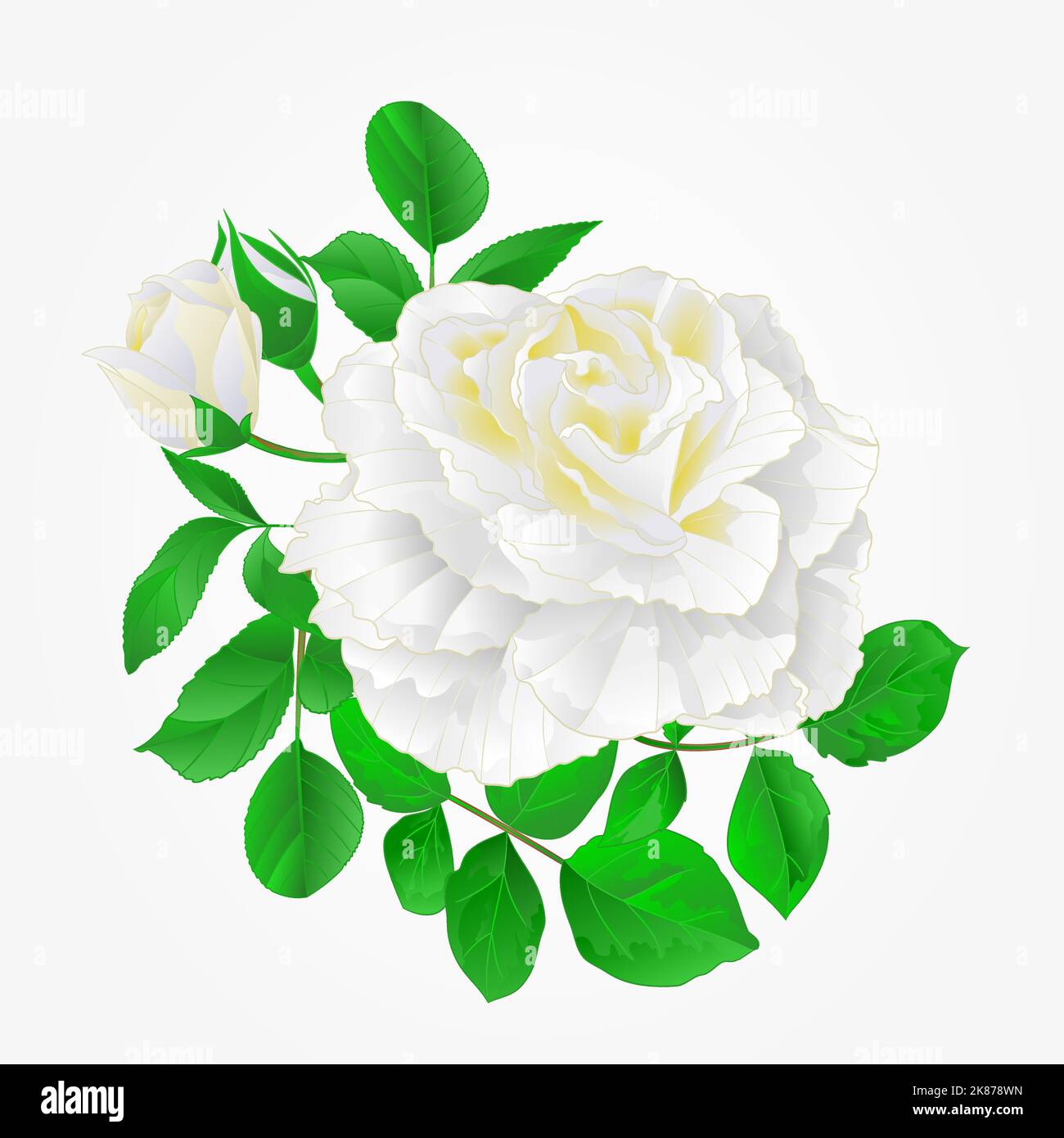 White Rose con germogli e foglie vintage disegno mano festivo sfondo vettore illustrazione Illustrazione Vettoriale