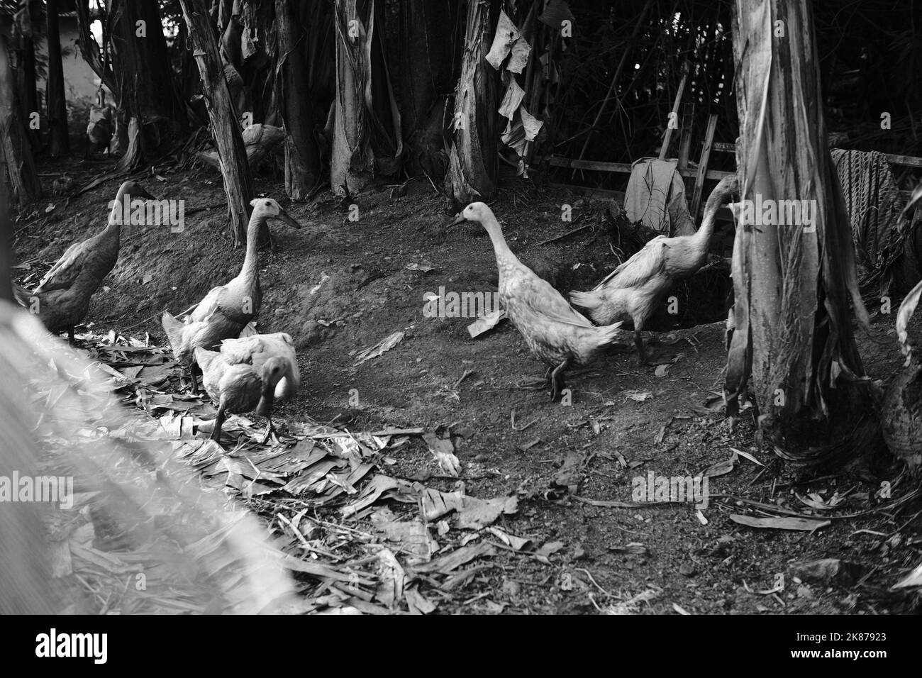 Foto monocromatica, foto in bianco e nero di un gregge di anatre in una fattoria nella zona di Cikancung - Indonesia Foto Stock