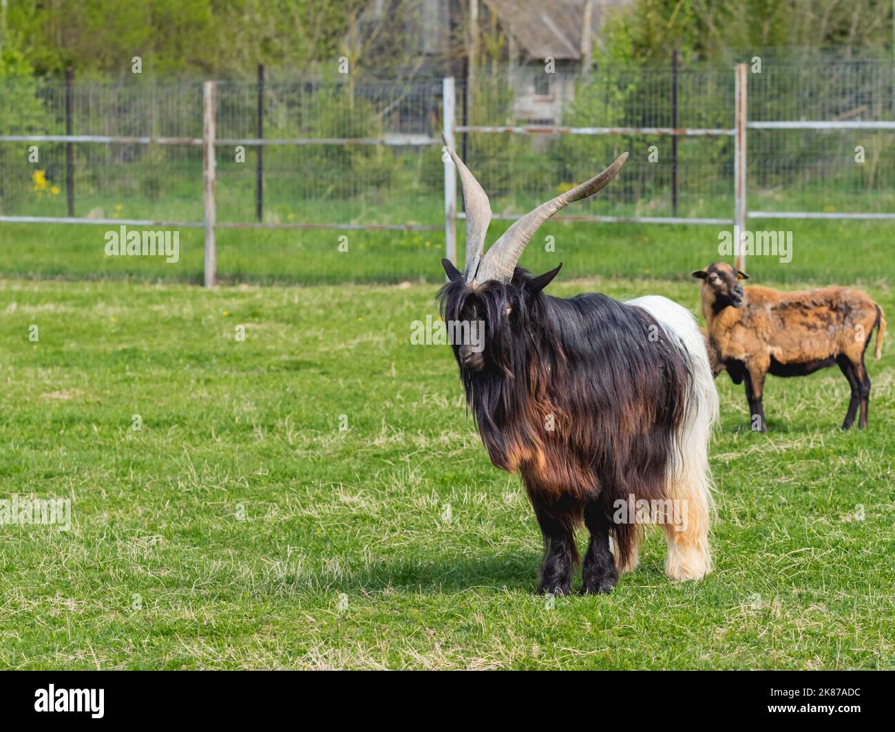Capra Aegagrus Girgentana o capra nera del Vallese. Animale da fattoria a pelliccia in paddock vicino fienile. Zootecnia. Foto Stock