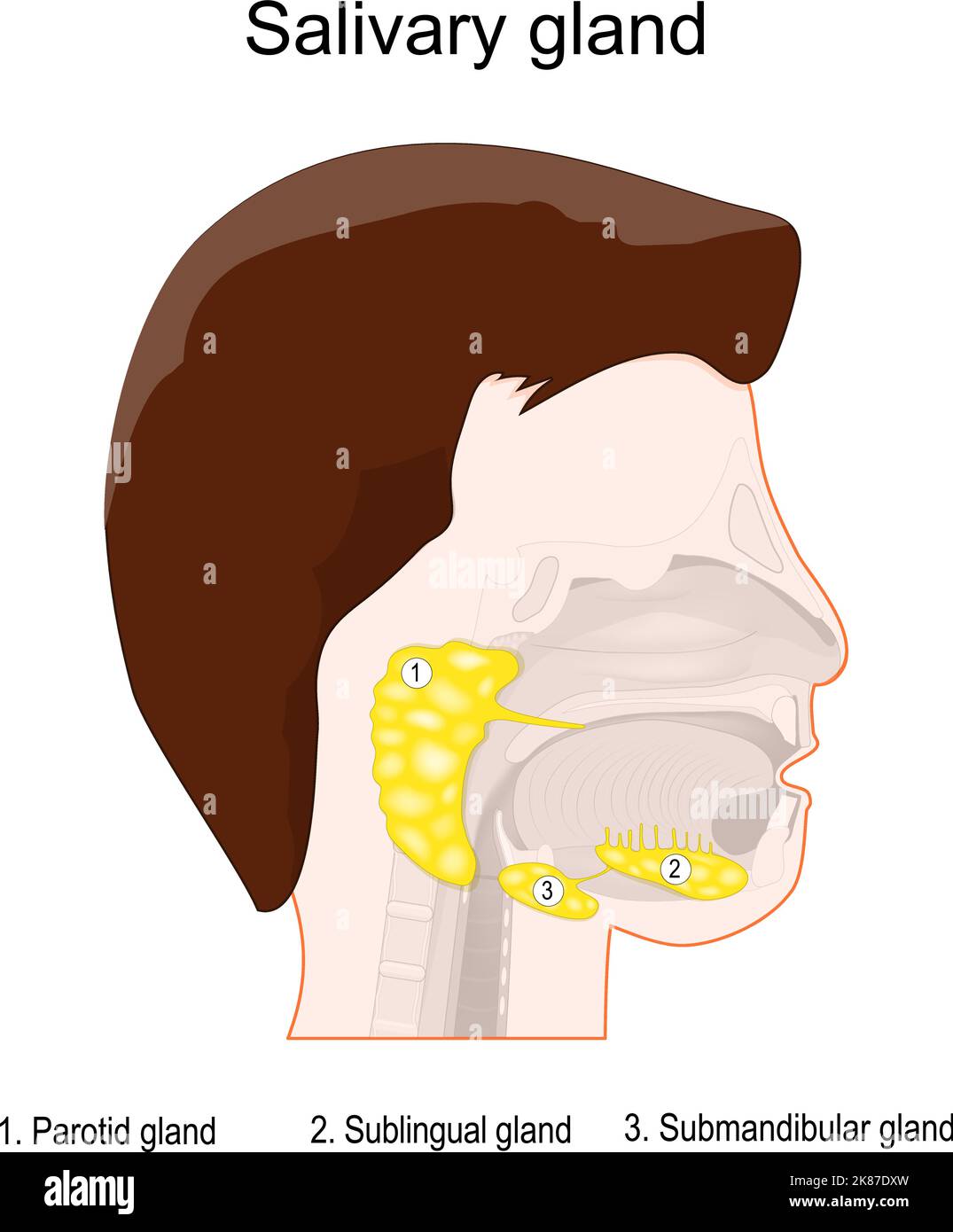 anatomia delle ghiandole salivari. Testa umana con tre principali ghiandole salivari appaiate: Parotide, sottomandibolare e sublinguale. Ghiandole esocrine Illustrazione Vettoriale