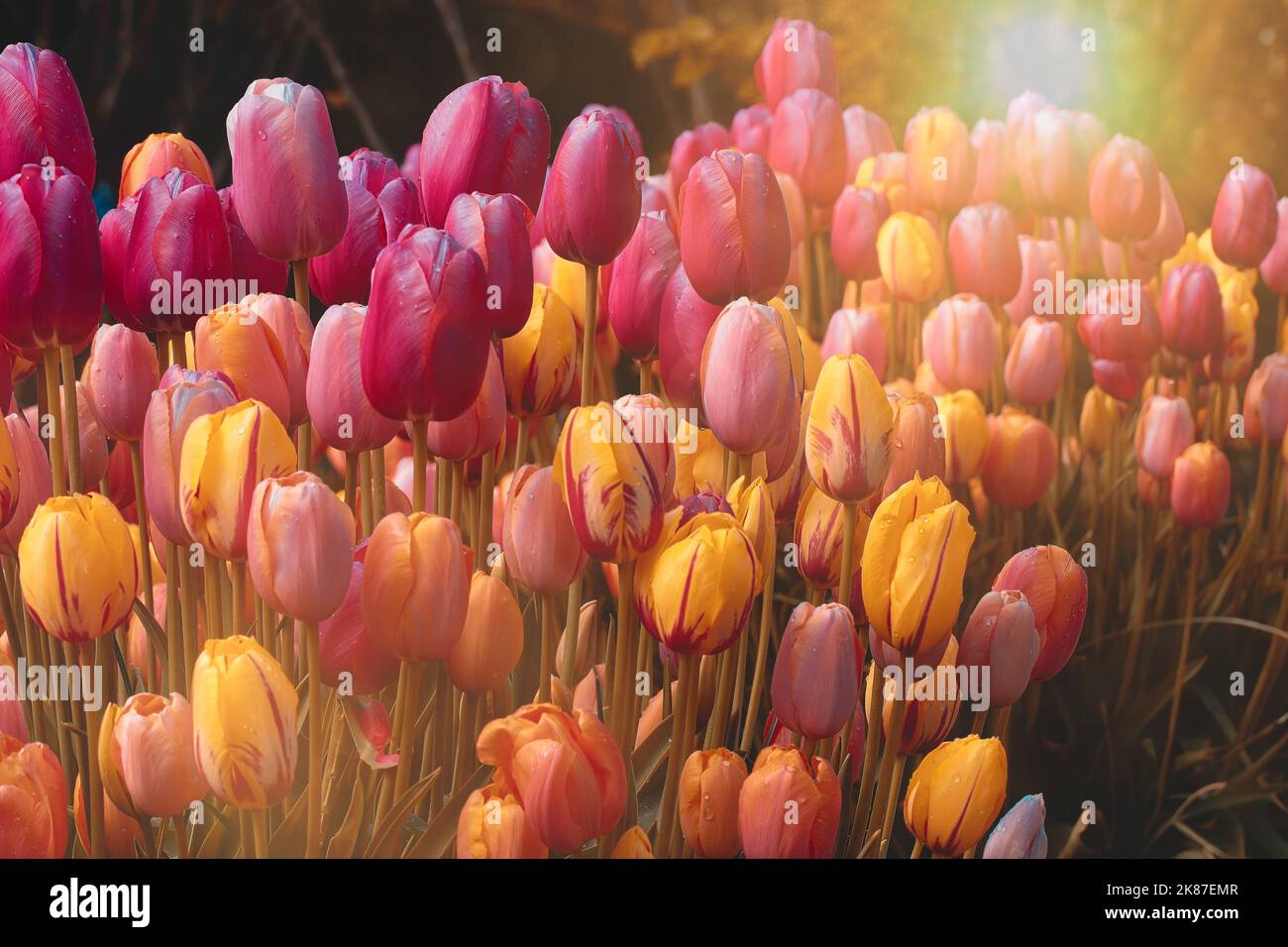 Ampio giardino con tulipani di primavera rosa, viola, gialla e arancione con gocce di pioggia sui petali. Foto Stock