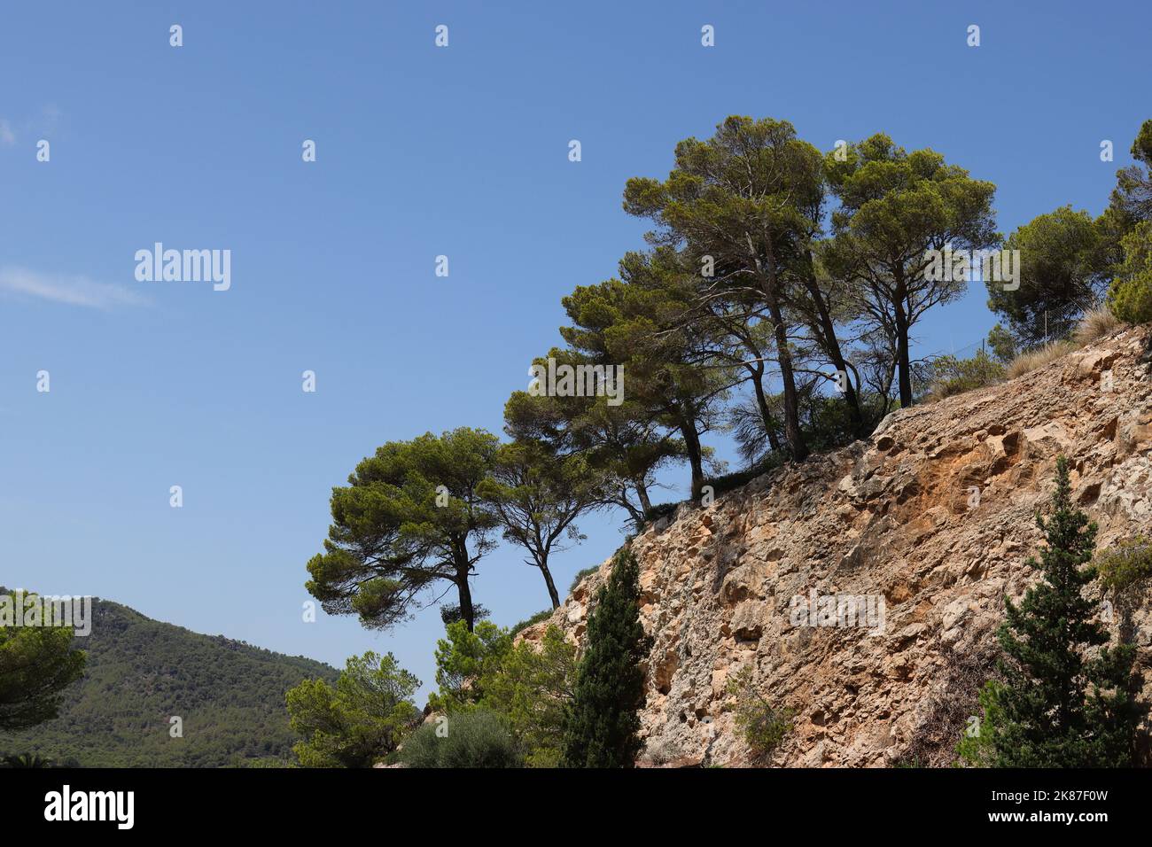Vista di un gruppo di bei pini su un pendio roccioso di fronte a un cielo blu chiaro, vista dal basso, spazio copia, Maiorca, Spagna Foto Stock