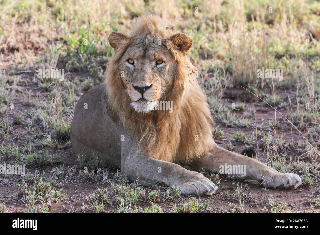 PARCO SERENGENTI TANZANIA Foto Stock