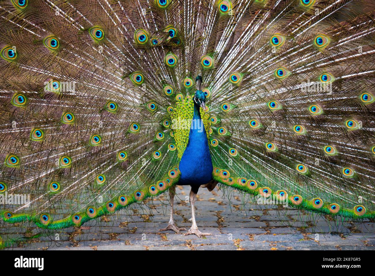 Ritratto di bellissimo pavone con le piume fuori Foto Stock