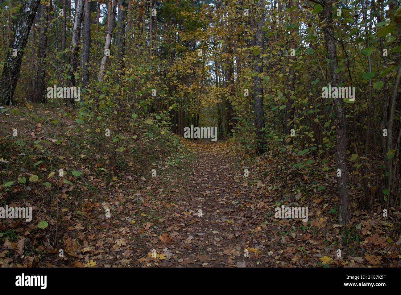 una passeggiata serale lungo un colorato sentiero forestale con volpi cadute in autunno Foto Stock