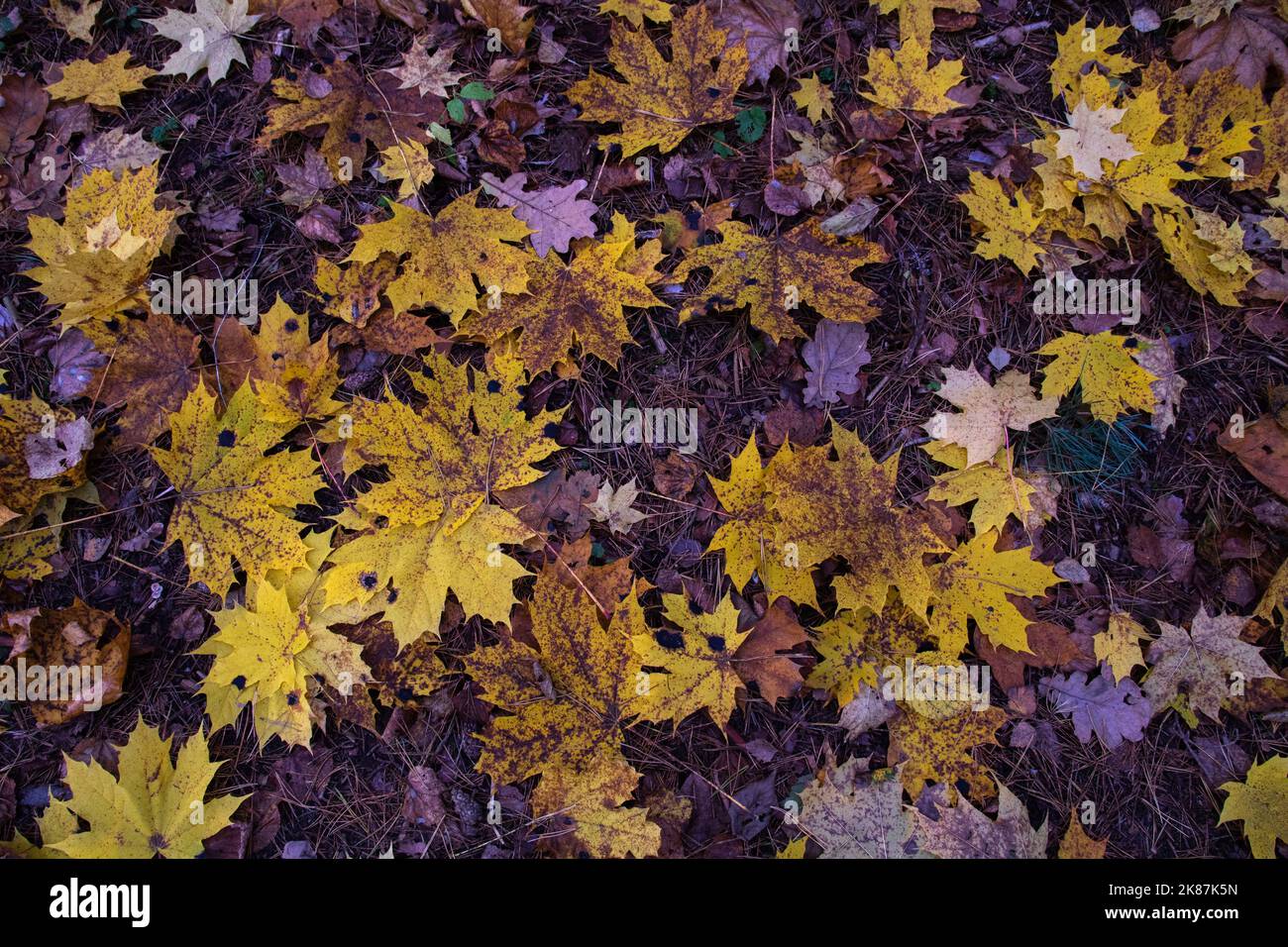 caduta belle foglie di cuneo nella foresta sull'erba ai vostri piedi nella foresta autunnale Foto Stock