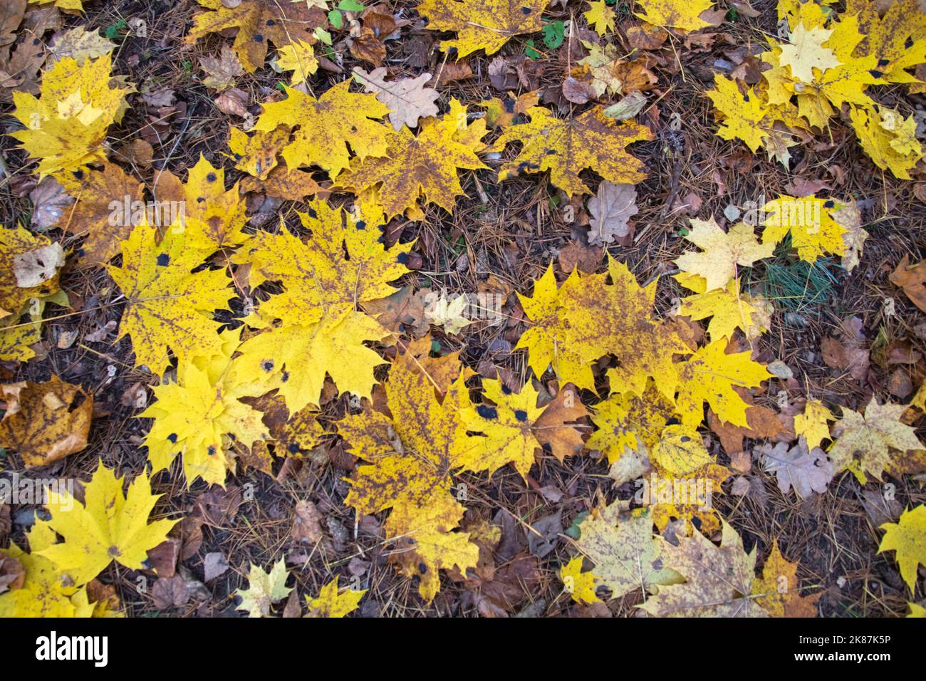 caduta belle foglie di cuneo nella foresta sull'erba ai vostri piedi nella foresta autunnale Foto Stock