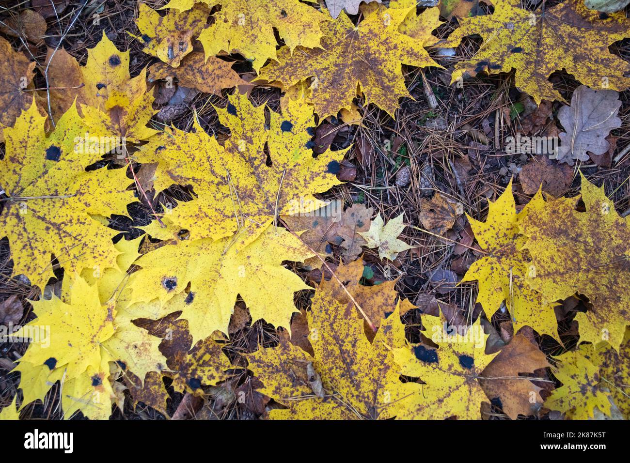 caduta belle foglie di cuneo nella foresta sull'erba ai vostri piedi nella foresta autunnale Foto Stock