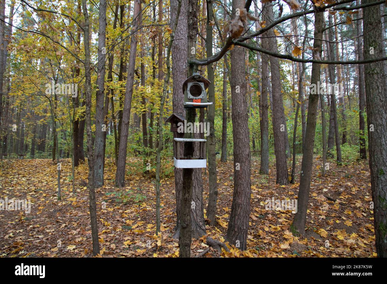 mangiatori di uccelli nella foresta autunnale Foto Stock