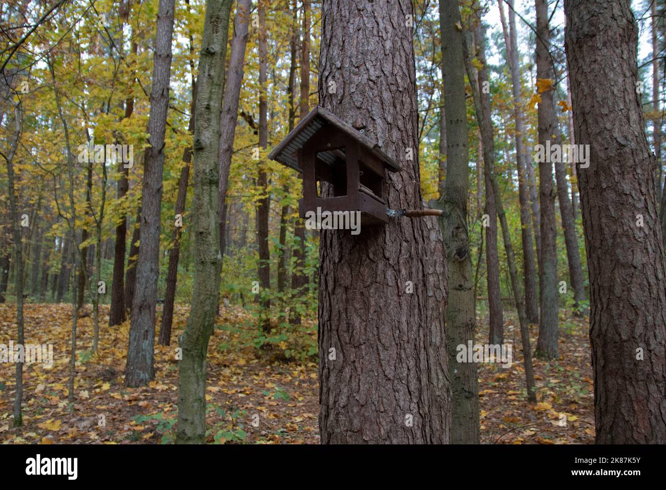 mangiatori di uccelli nella foresta autunnale Foto Stock