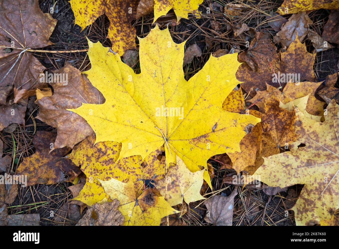 caduta belle foglie di cuneo nella foresta sull'erba ai vostri piedi nella foresta autunnale Foto Stock