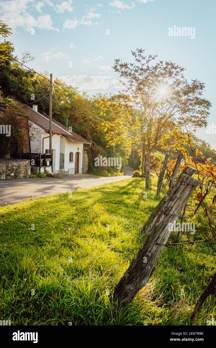 Strada della cantina a Weinviertel, bassa Austria durante l'autunno. Foto Stock