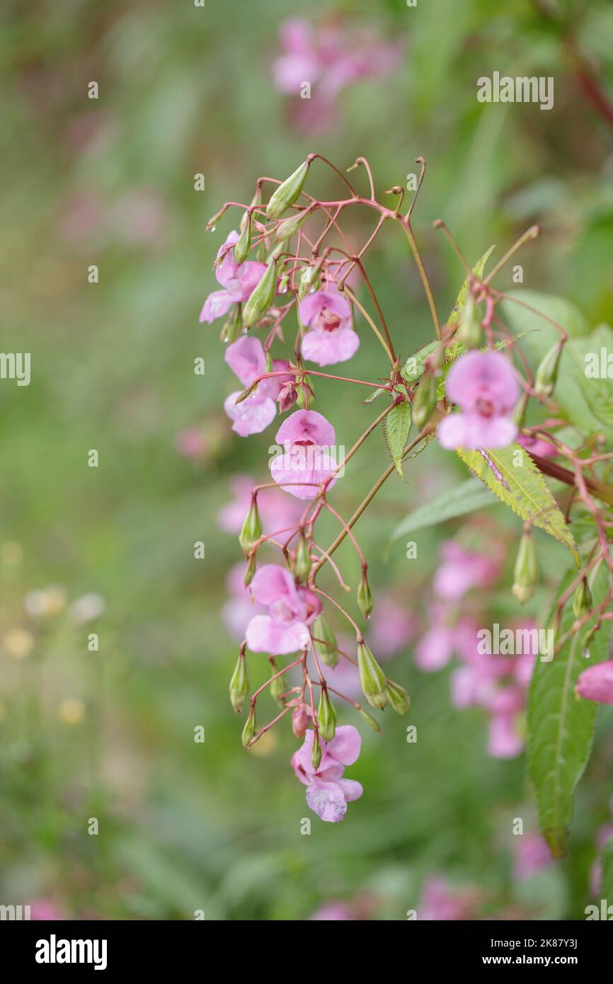 Balsamo himalayano in fiore (Impatiens glandulifera). Foto Stock