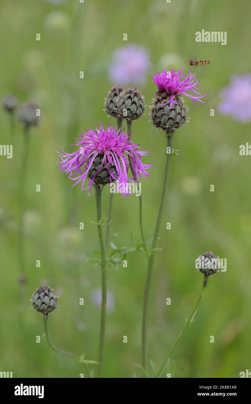 Maggiore tessuto (Centaurea scabiosa). Foto Stock