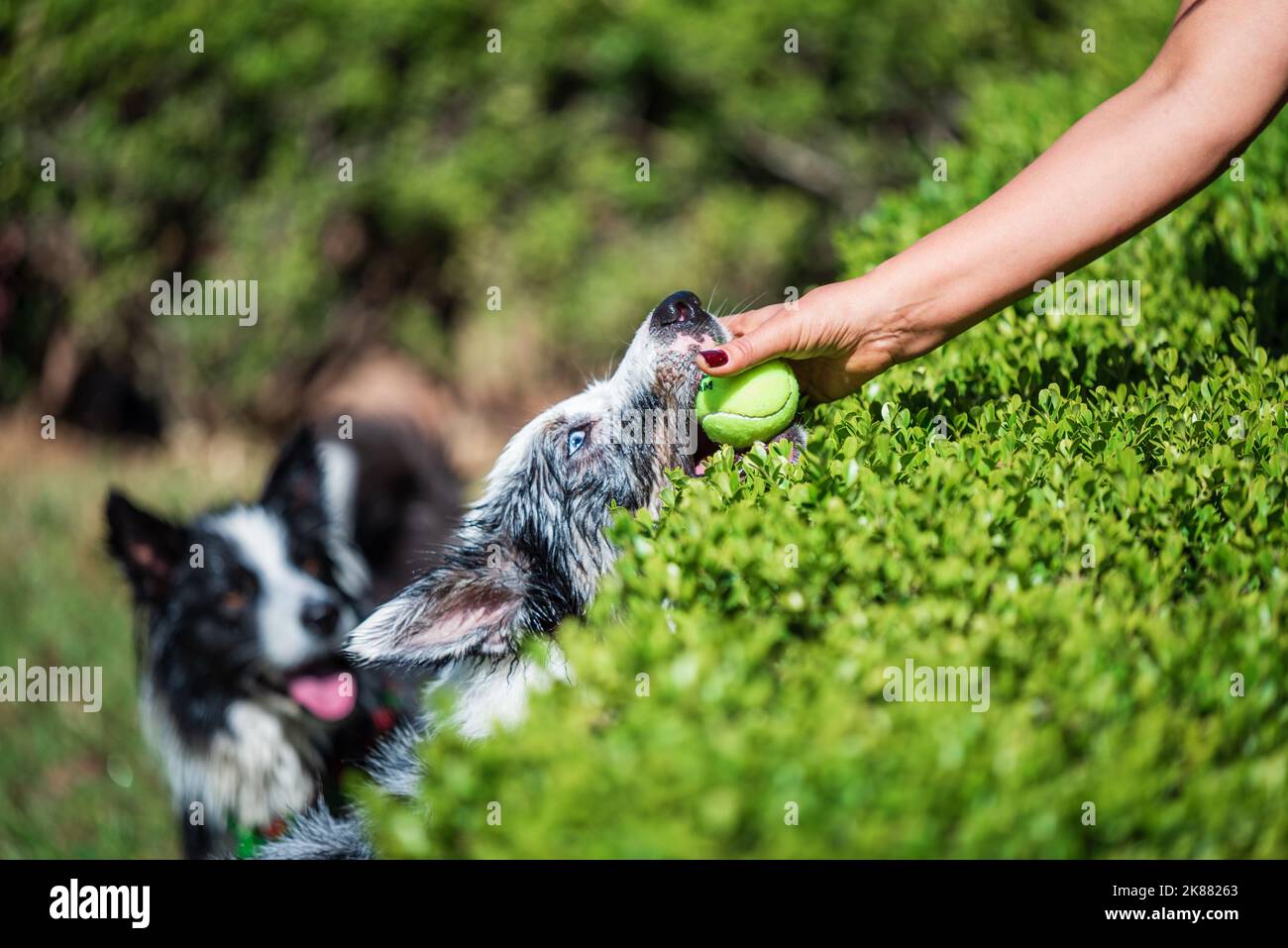 Mano della donna che tira una palla da tennis da un bordo bagnato bocca del cane Collie nel giardino durante l'estate. Foto Stock