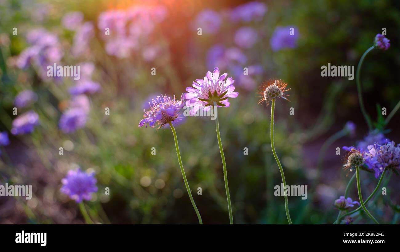 Scabiosa fiorisce da dietro al tramonto con una messa a fuoco limitata e colori ricchi. Foto Stock