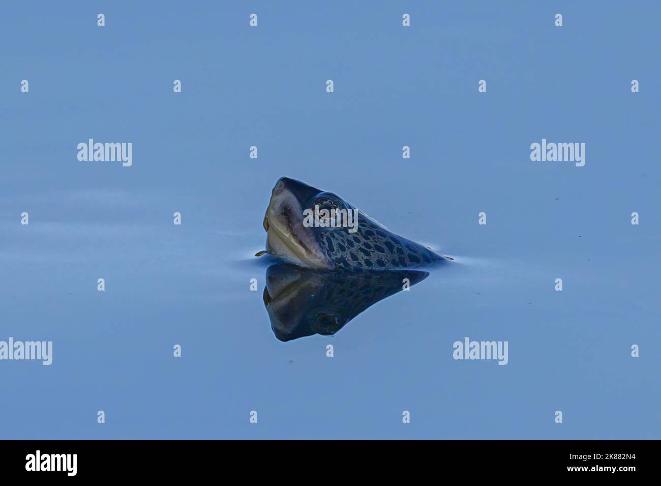 Un primo piano di una testa di tartaruga Terrapin fuori dall'acqua Foto Stock