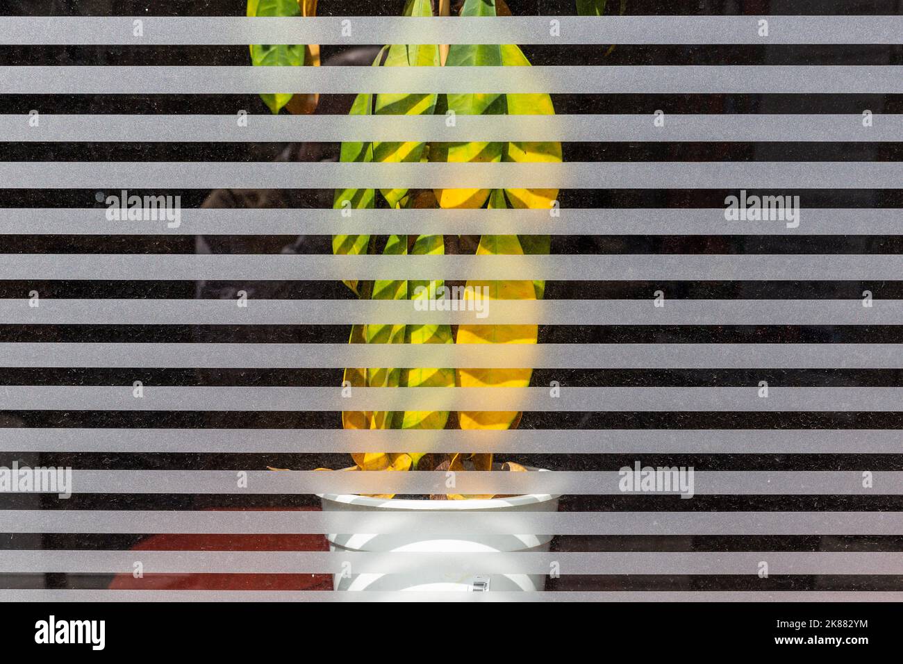 Impianto interno che asciuga dietro il vetro in strisce smerigliate. Bruxelles. Foto Stock