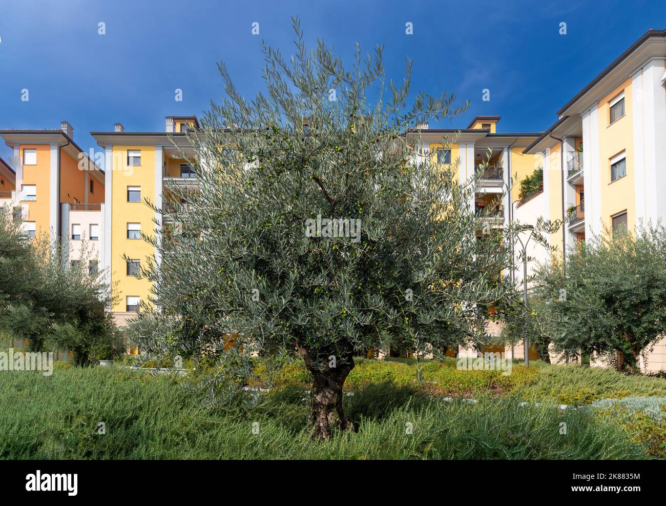 Ulivo con olive su rami in giardino urbano tra edifici residenziali a cielo blu Foto Stock