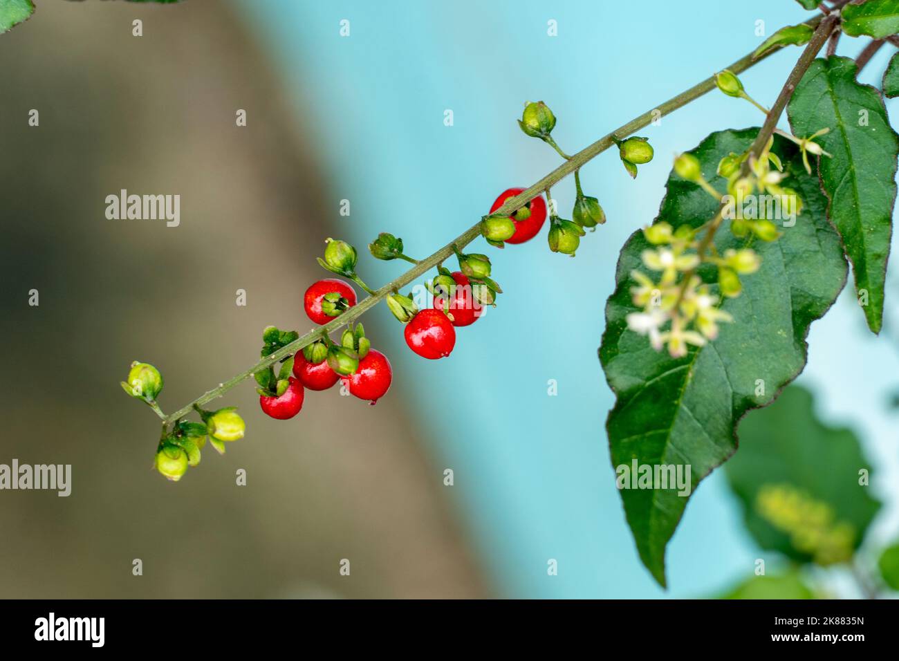Primo piano piccolo frutto estivo rosso che cresce in giardino Foto Stock