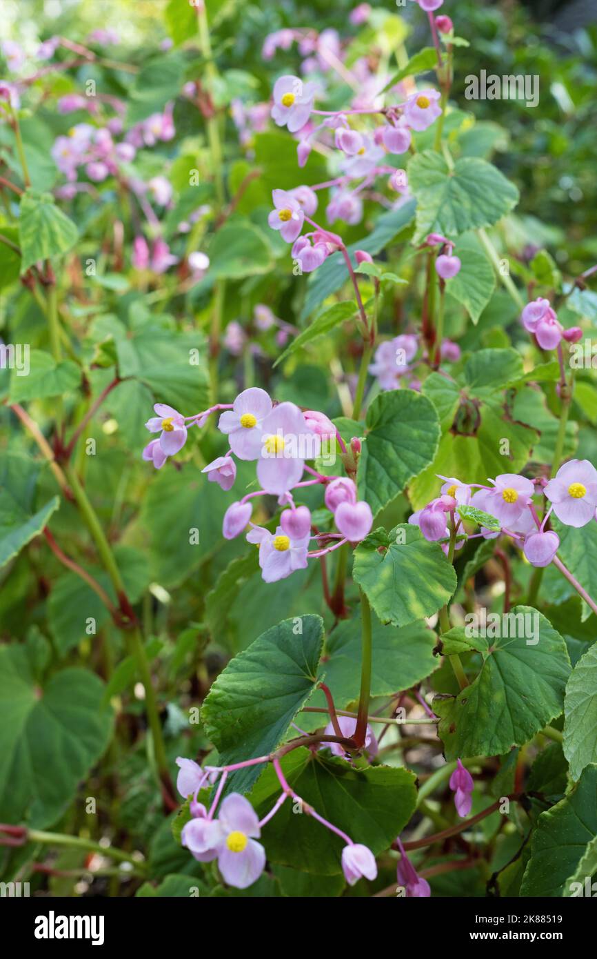 Begonia grandis - Begonia difficile. Foto Stock