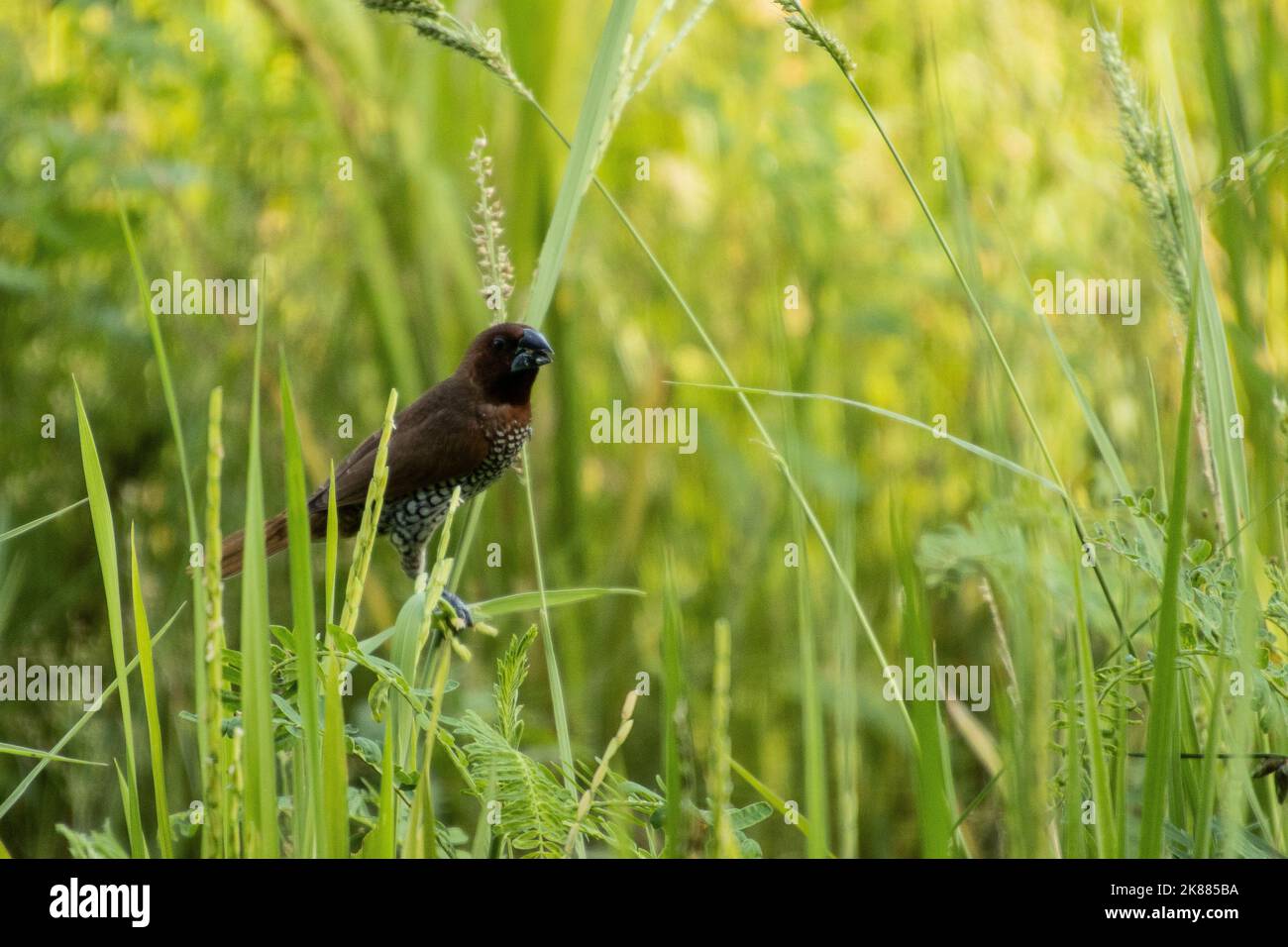Un primo piano di un uccello munia dal petto squalloso arroccato su erba verde Foto Stock