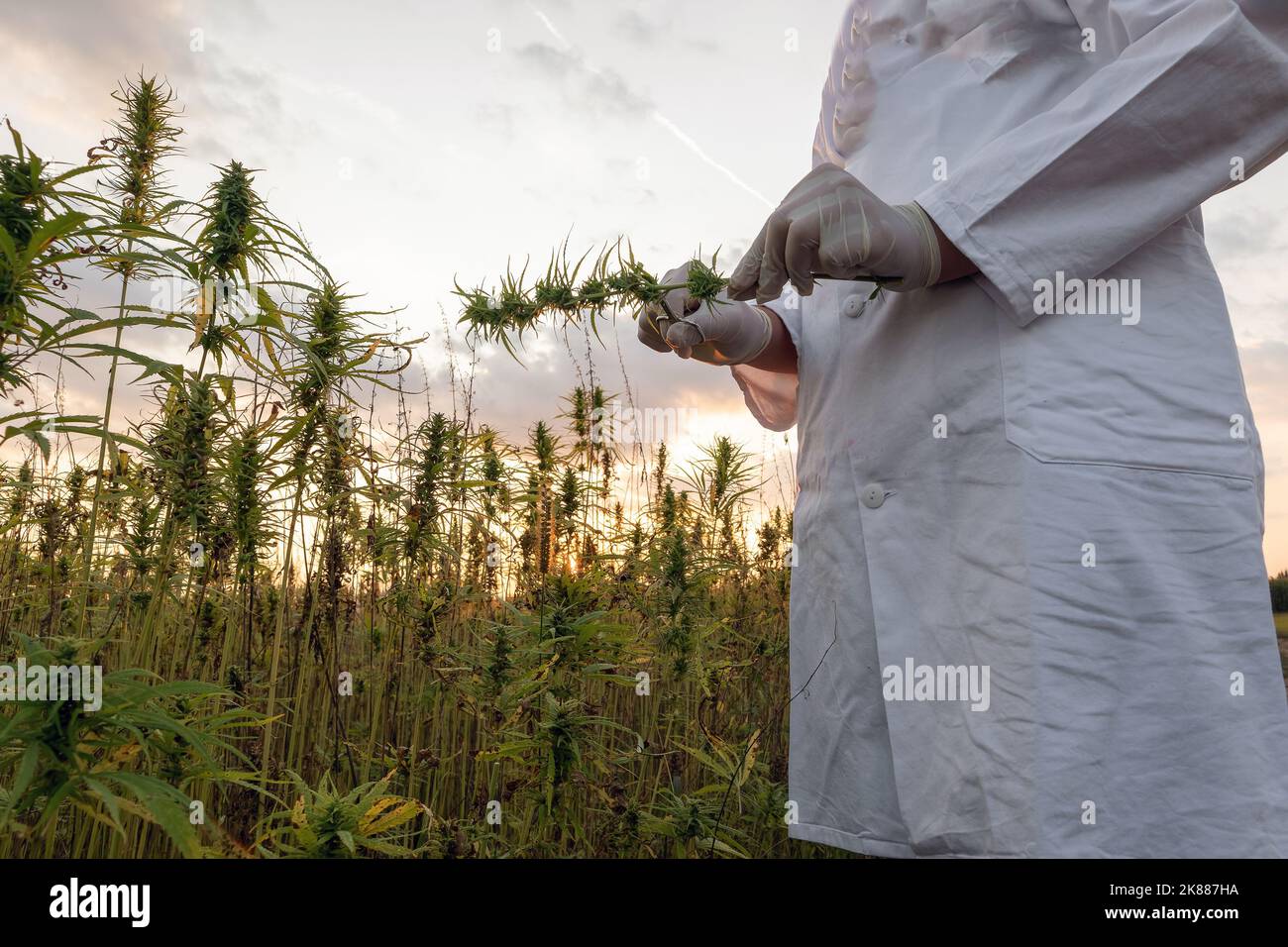 Scienziato che indossa un camice da laboratorio bianco e guanti protettivi blu, che tiene piccole forbici e fiore di canapa CBD, scatto da vicino. Foto Stock