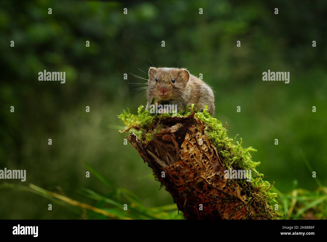 Bank vole Myodes glareolus UK Foto Stock