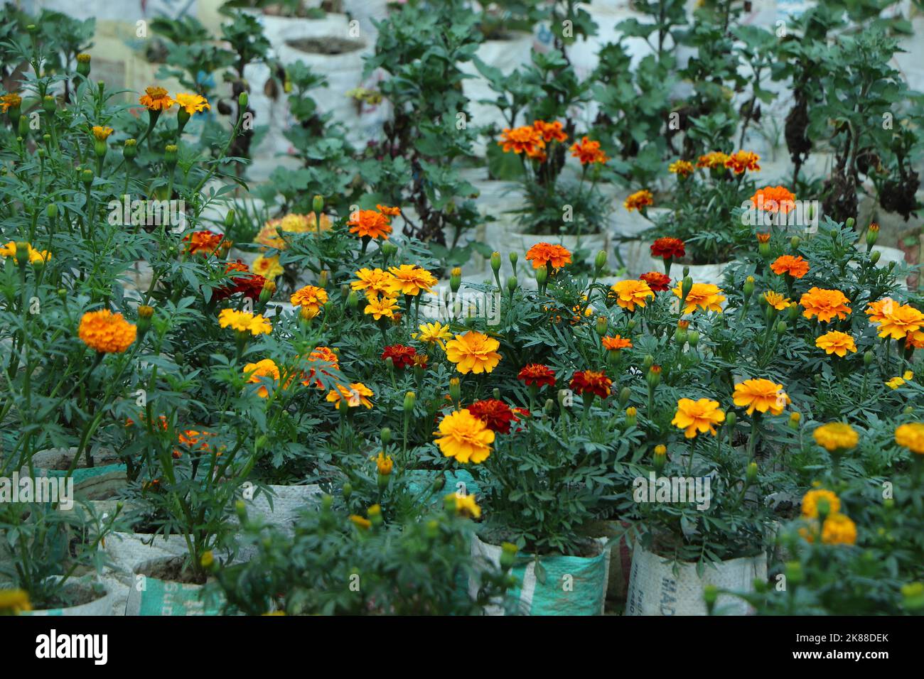 Marigold nel giardino in asia Foto Stock