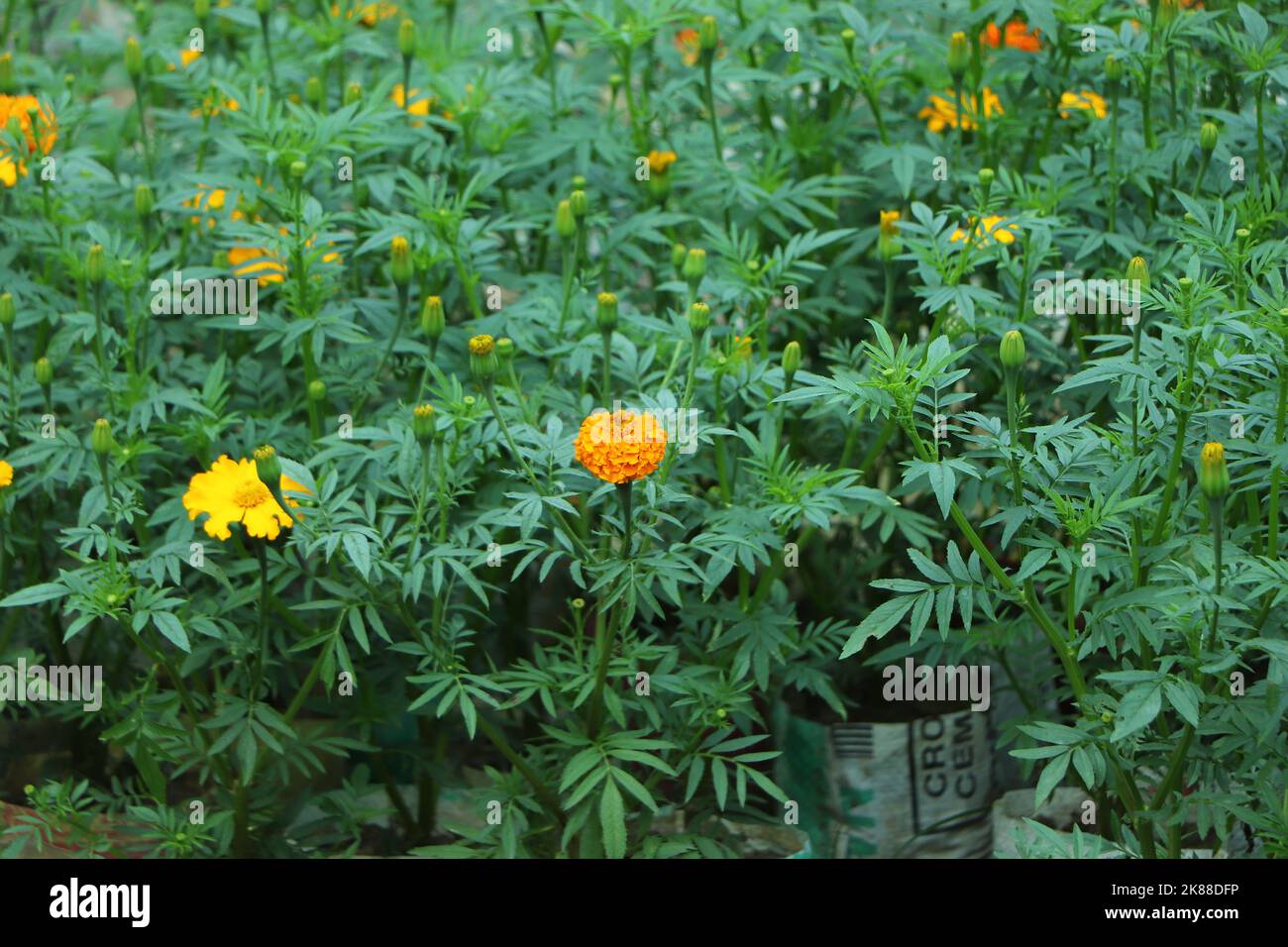 Le marigolds gialle stanno fiorendo nel giardino Foto Stock