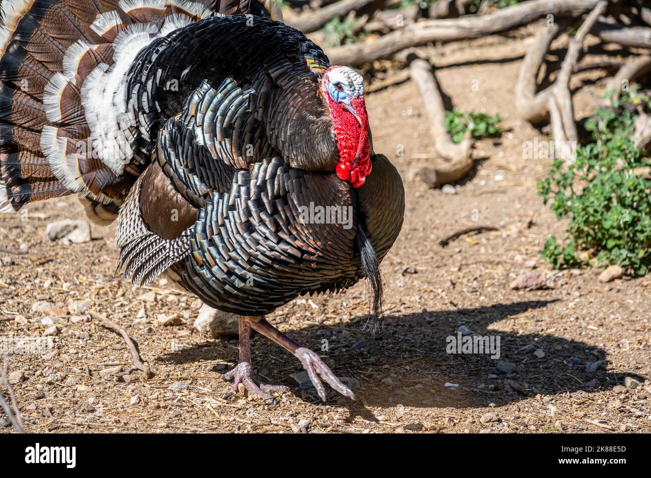 Un grande avvoltoio tacchino nel Madera Canyon, Arizona Foto Stock