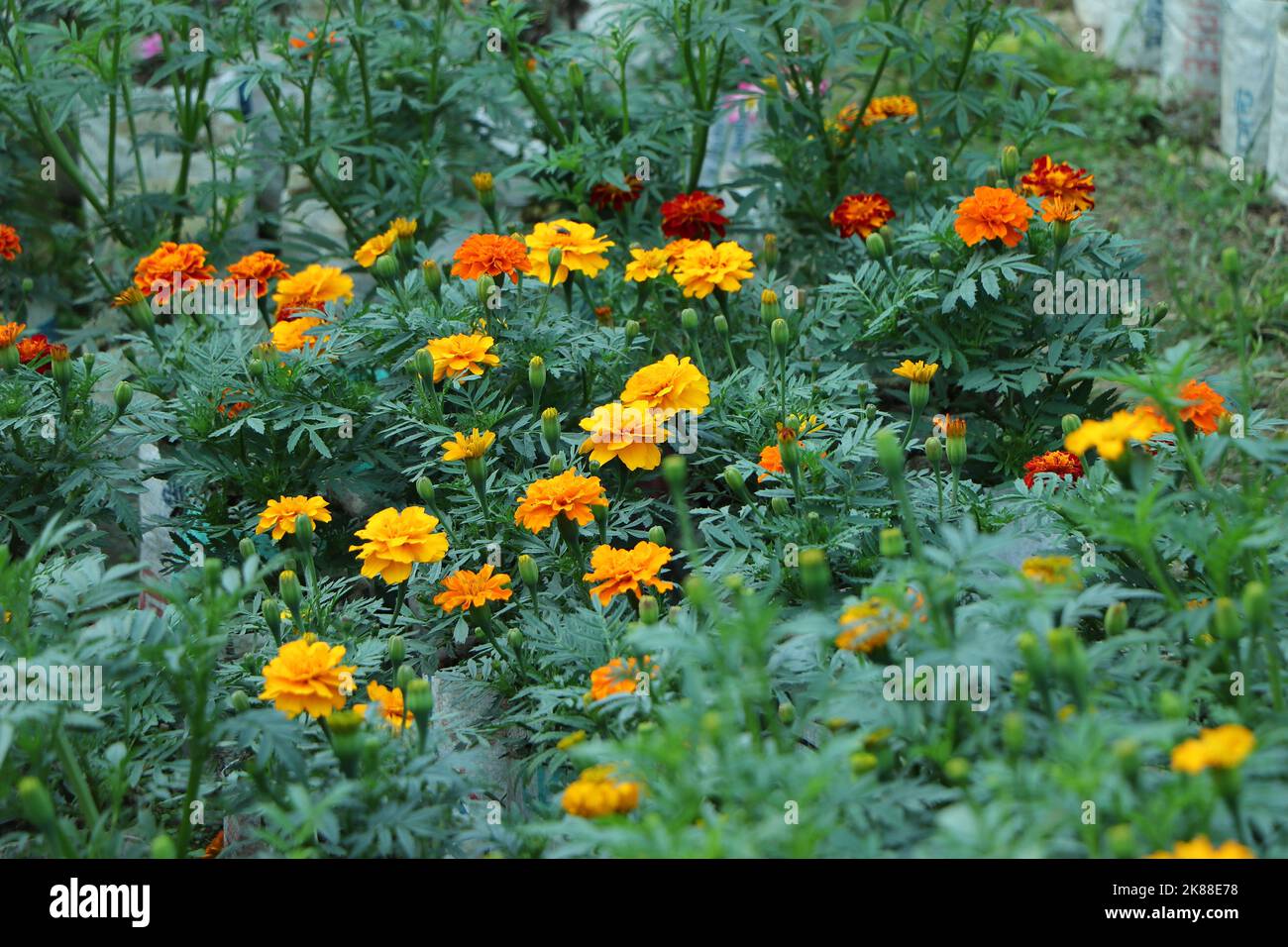 Tagetes patula bonanza giallo marigold francese molti fiori Foto Stock